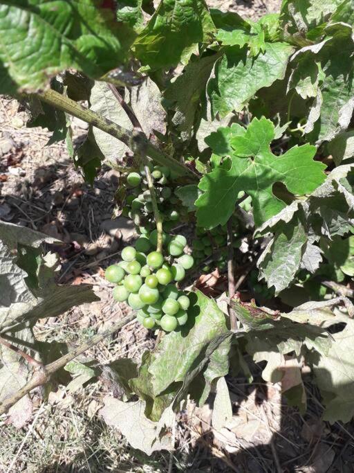 Banyuls La Grande Bleue : Studio T1 Luaran gambar